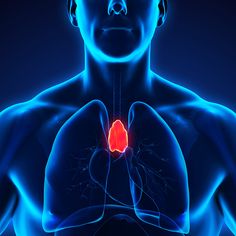 butterfly-shaped organ near the tip of the sternum that is the site of T cell maturation