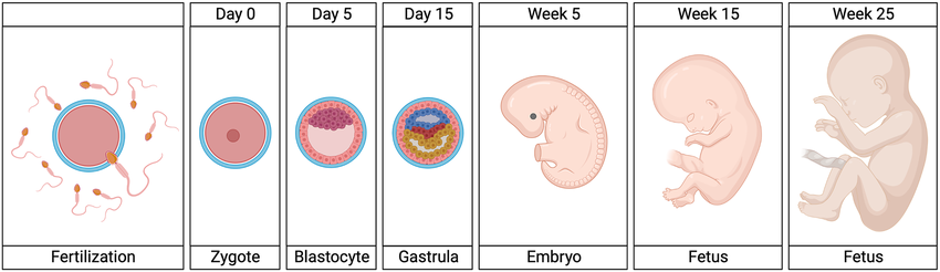 <p>zygote undergoes cleavage developing into a blastula, while at the same time it is moving down the oviducts towards the uterus. 5-10 days after fertilization, zygote enters the uterus. Outer cells of the zygote secrets enzymes that eat away the lining of the uterus. Zygote attaches to that spot. Three germ layers develop. The developing human is called an embryo. After 8 weeks its called a fetus. </p>