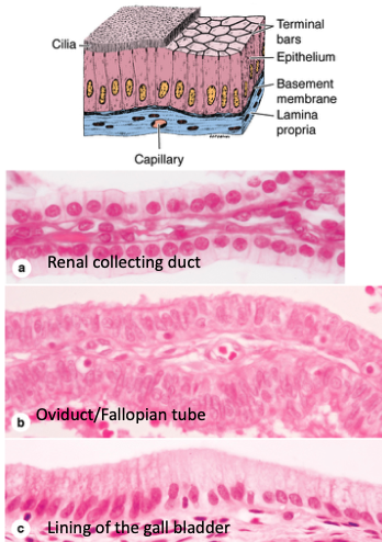 <p>What are the features and functions of simple columnar epithelium?</p>