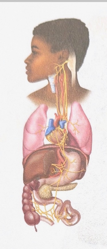 <p>Name this cranial nerve</p>