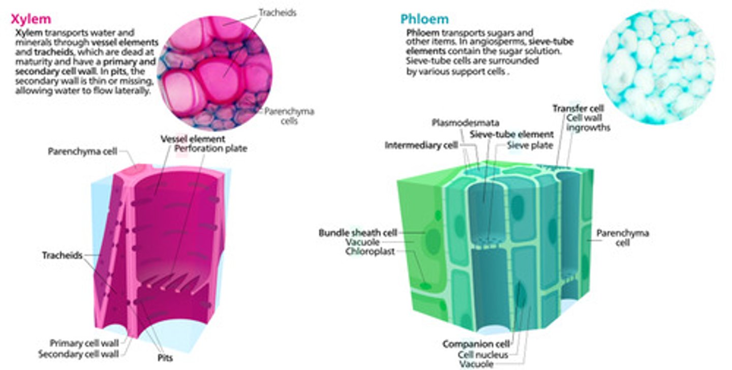 <p>1. xylem<br>2. phloem</p>