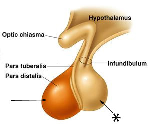 <p>extension of the hypothalamus</p>