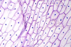 <p>What stain was used in the sample?</p>