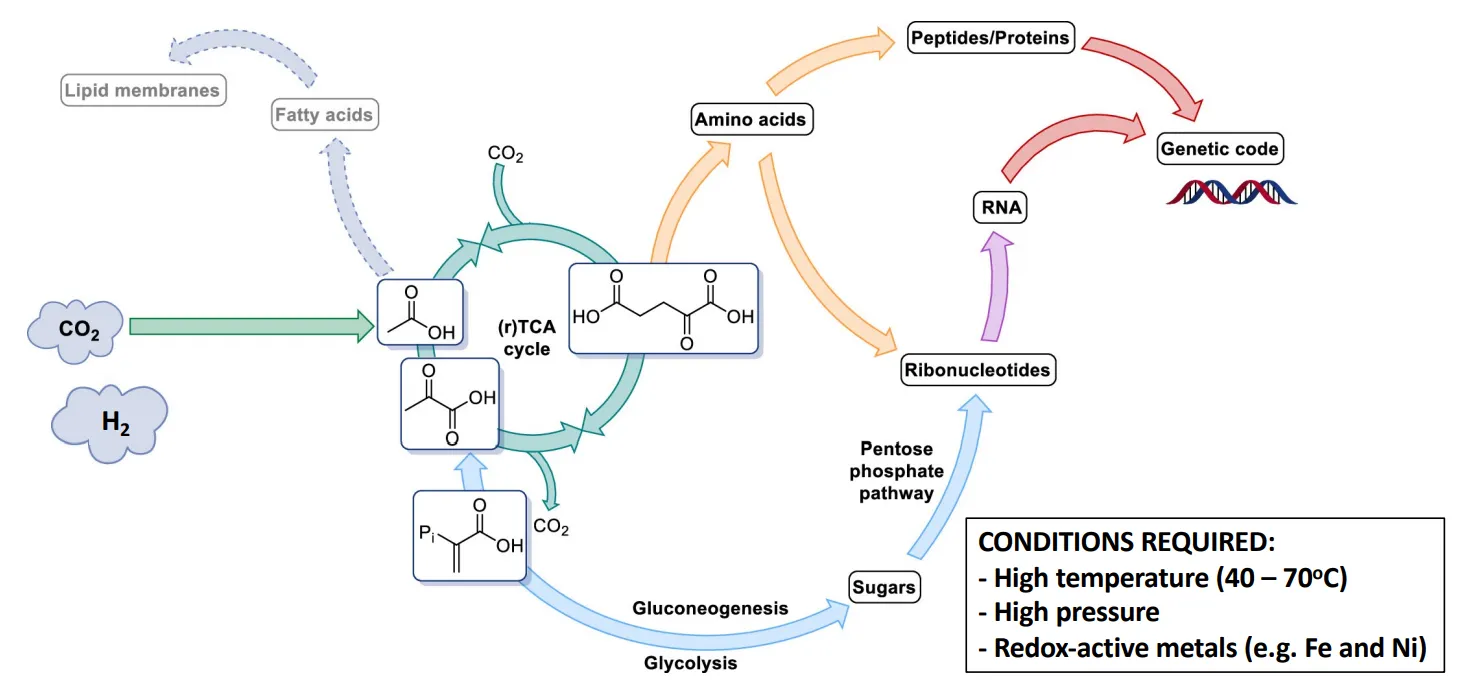 <ul><li><p>life could have begun with a simplified metabolism that has been seen to occur spontaneously, without protein catalysts</p></li><li><p>this process produces fatty acids (for membranes), pyruvate (for metabolism), RNA and proteins from CO2 and H2O</p></li><li><p>however it requires very <strong>high temperatures and pressures and redox-active metals </strong>(like Fe and Ni) to act as catalysts, so the clay mineral theory can’t apply</p></li><li><p><strong>alkaline smokers</strong> are the main candidate as a place for this to occur:</p><ul><li><p>minerals <strong>rich in iron and nickel</strong> are formed by serpentinization and assemble into networks of interconnected micropores </p></li><li><p>the reaction also generates <strong>heat</strong>, hydrogen gas, and hydroxide ions (alkaline)</p></li><li><p>there is <strong>high pressure</strong> due to being at the bottom of the ocean, so all the conditions for<strong> spontaneous metabolism </strong>are satisfied</p></li><li><p>the metabolism would be catalysed by the minerals and driven by a <strong>proton gradient </strong>between the acidic seawater (due to dissolved CO2) and the alkaline hydrothermal fluid</p></li></ul></li></ul><p>however, the <strong>self-assembly </strong>of membranes would immediately <strong>isolate </strong>the metabolites from the mineral catalysts</p><p></p>