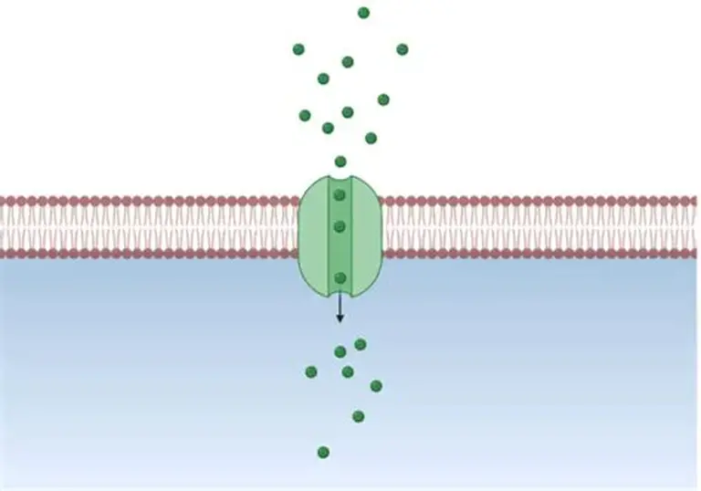<p>creates a channel in the membrane for facilitated diffusion (passive transport) of solutes</p>
