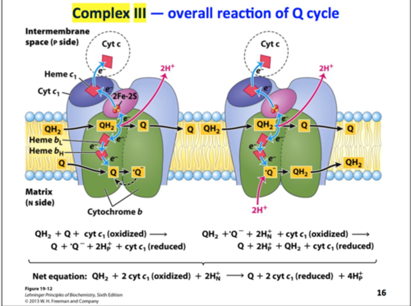 <p>an enzyme composed of two protein complexes, transfers the electrons from the carrier molecule plastoquinone (Pq) to the protein plastocyanin (Pc), thus enabling both the transfer of protons across the thylakoid membrane and the transfer of electrons from PSII to PSI.</p>