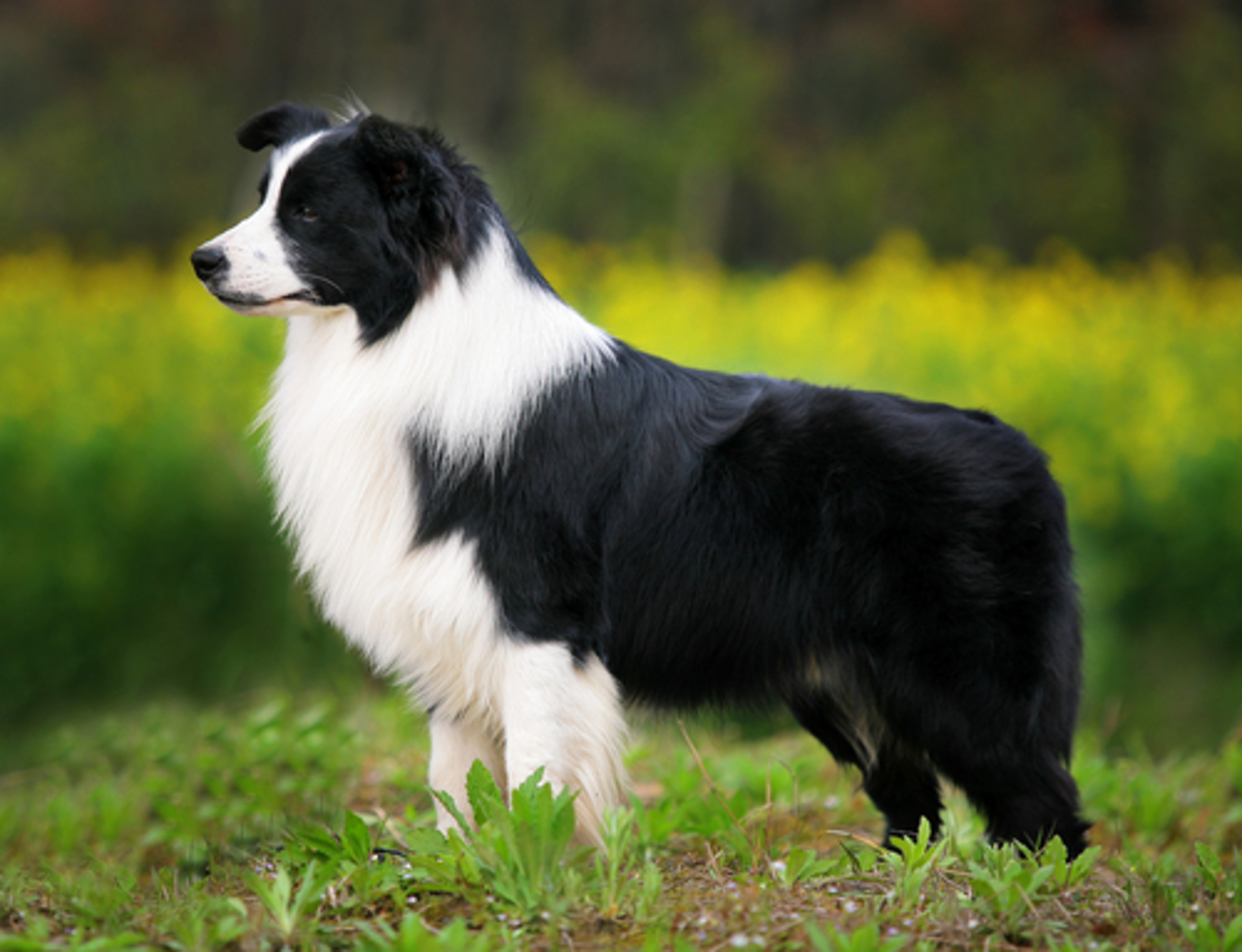<p>Border collie</p>