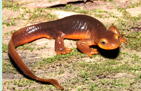 <ul><li><p><span>Appearance similar to T. torosa, though more ventral coloration extends onto the eyelids and snout. </span></p></li><li><p><span>Best differentiated based on locality</span></p></li></ul><p></p>