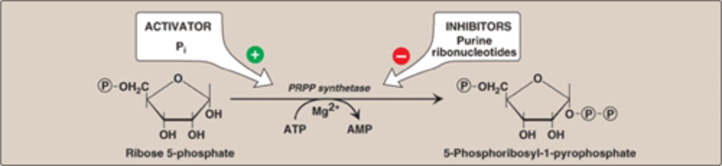 <p>R5P to PRPP (first step of de novo synthesis) <br><br>RRPP synthase used<br>inhibit: purine ribonucleotides <br>activator: Pi (phosphate)</p>