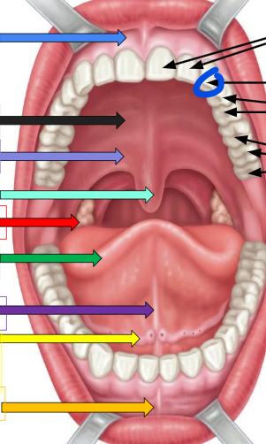 knowt flashcard image