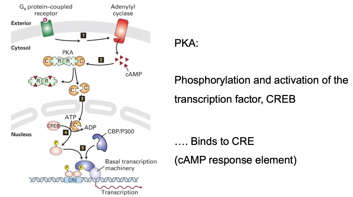 <ul><li><p>PKA catalytic subunit translocates to nucleus</p></li><li><p>Phosphorylates transcription factor CREB</p></li><li><p>CREB binds cAMP response element (CRE) on DNA</p></li><li><p>Initiates transcription of genes (e.g., phosphorylase kinase, glycogen phosphorylase)</p></li><li><p>Leads to increased production of enzymes for glucose production</p></li><li><p>Represents a slow, long-term response to stress signaling</p></li></ul><p></p>