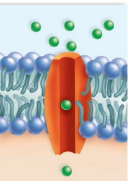 <p>KIND OF PROTEIN: <span>allows a particular molecule or ion to <strong>cross the plasma membrane freely.</strong>&nbsp;</span></p>