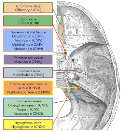 <ul><li><p><span>Carotid canal</span></p></li><li><p class="MsoListParagraphCxSpLast"><span>Foramen magnum</span></p></li></ul><p></p>