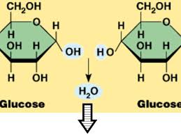 <p>A reaction where molecules are joined together by forming a covalent bond and removing water  </p>