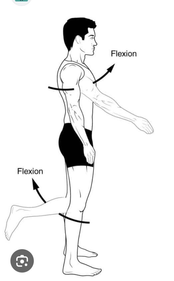<p>Sagittal plane, frontal axis</p>