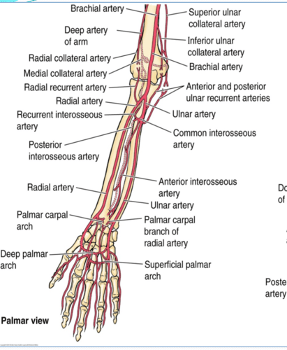 <p>runs on posterior aspect of interosseous membrane -&gt; it's replaced distally by the anterior interosseous a.</p>