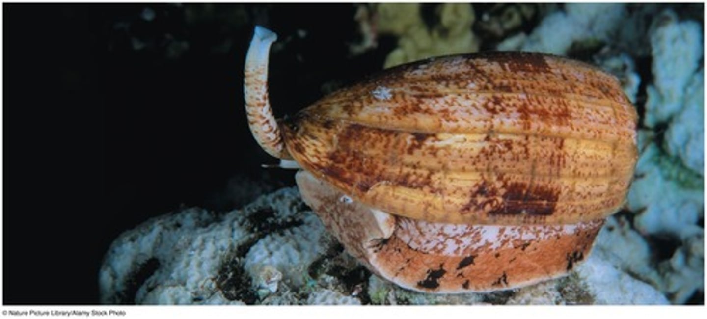 <p>It is a slow-moving but dangerous hunter, illustrating unique adaptations in neuronal signaling.</p>