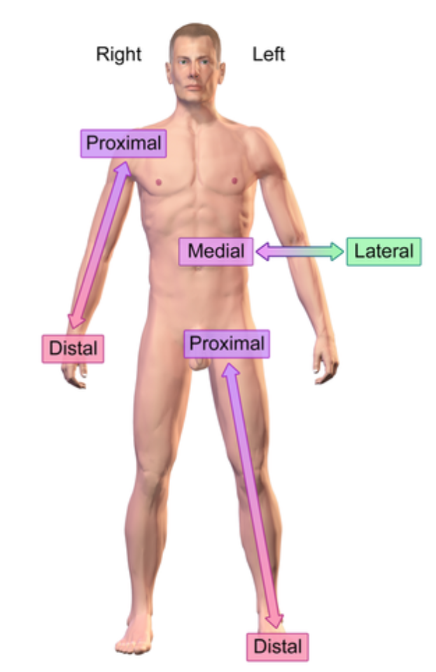 <p>Further from the midline</p><p>e.x: ear is lateral to the eye</p>