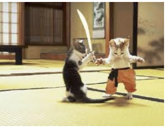 <p>FIV transmission</p>