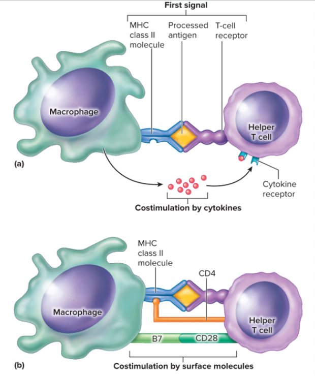 <p>Costimulation</p>