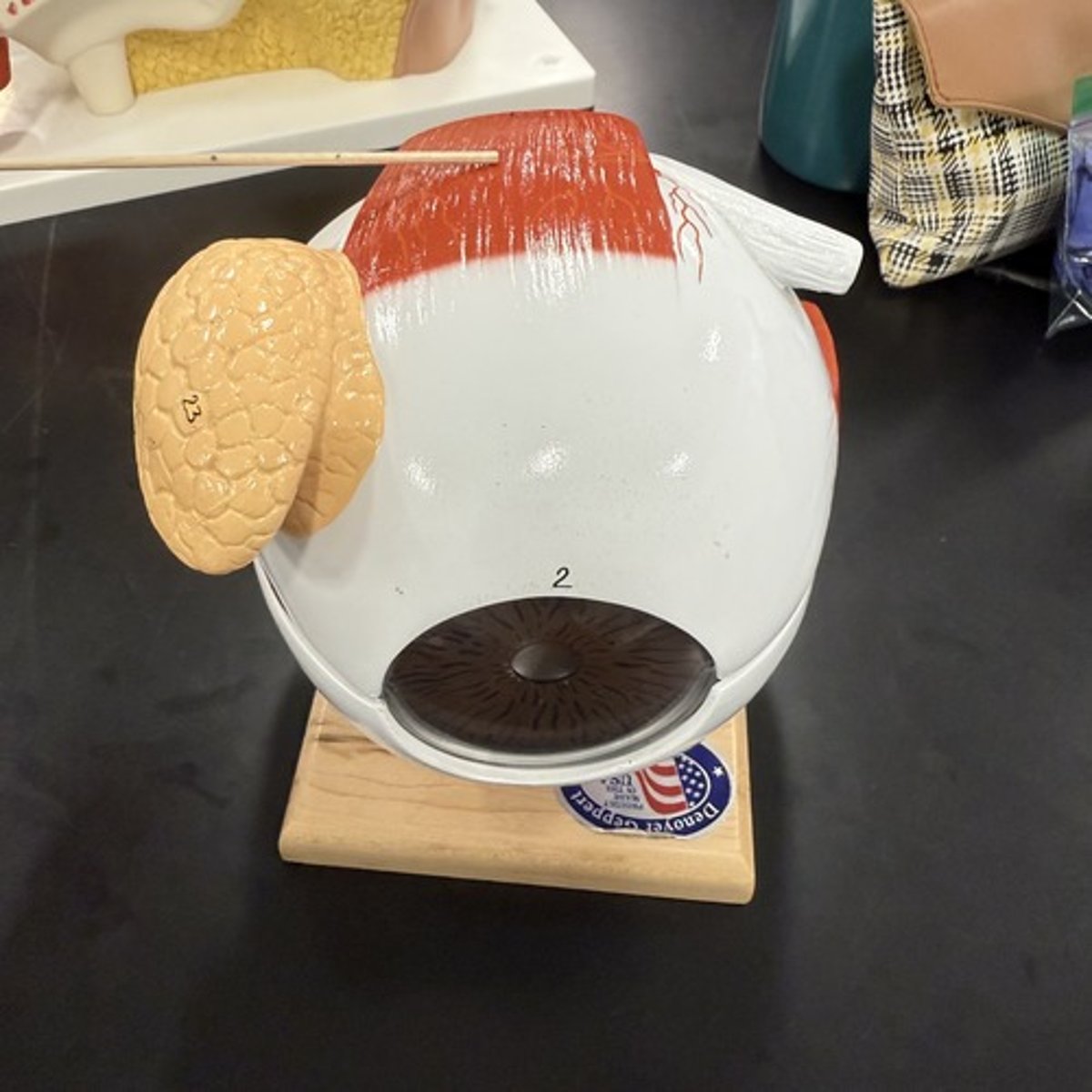 <p>What is this structure?</p>