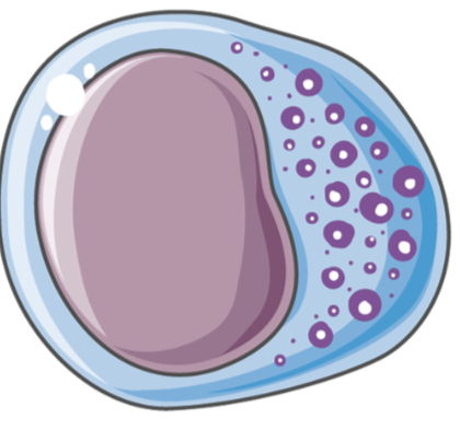 <ul><li><p>recognize abnormal cells lacking antigen-specific receptors</p></li><li><p>destroy abnormal cells of the body, which include tumours and virus infected cells</p></li><li><p>bind to cell surface of target cells and release chemicals causing pores to form in the cell membrane, leading to their lysis </p></li></ul><p></p>