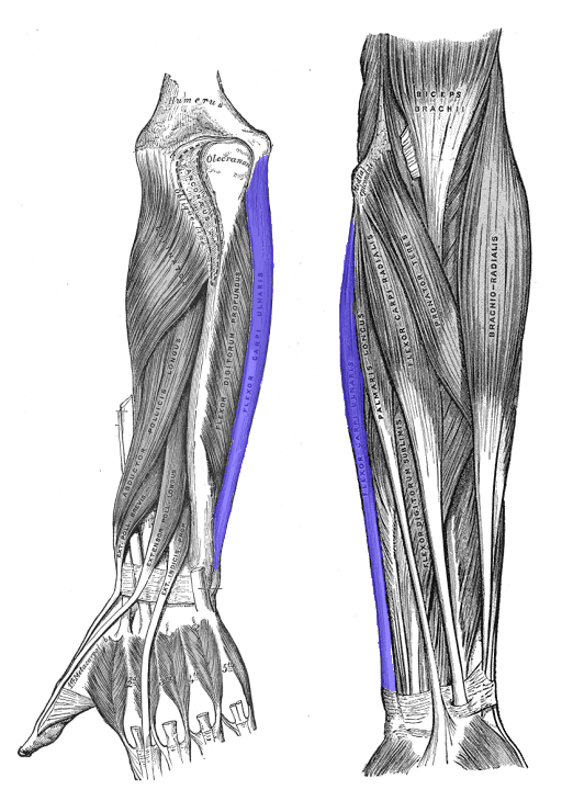<p>Powerful wrist flexor/adductor; stabilizes wrist during finger extension.</p>