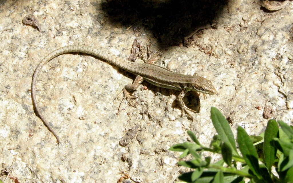 <p>Padarcis muralis</p>