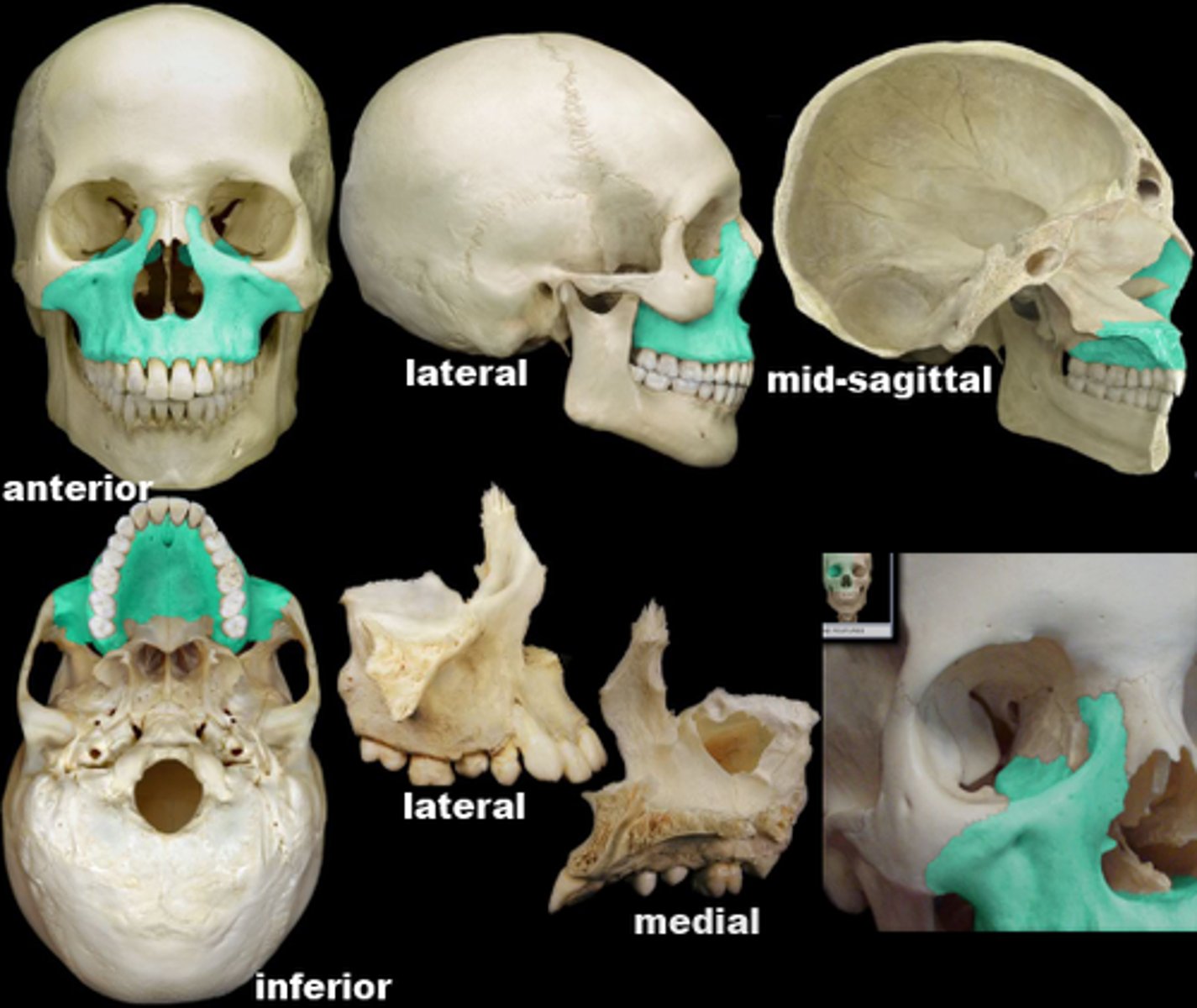 knowt flashcard image