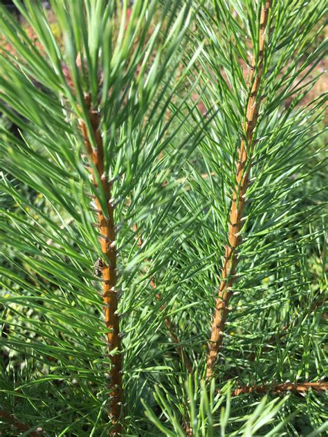 <p>naalden 5-8 cm, per 2 ingeplant</p>