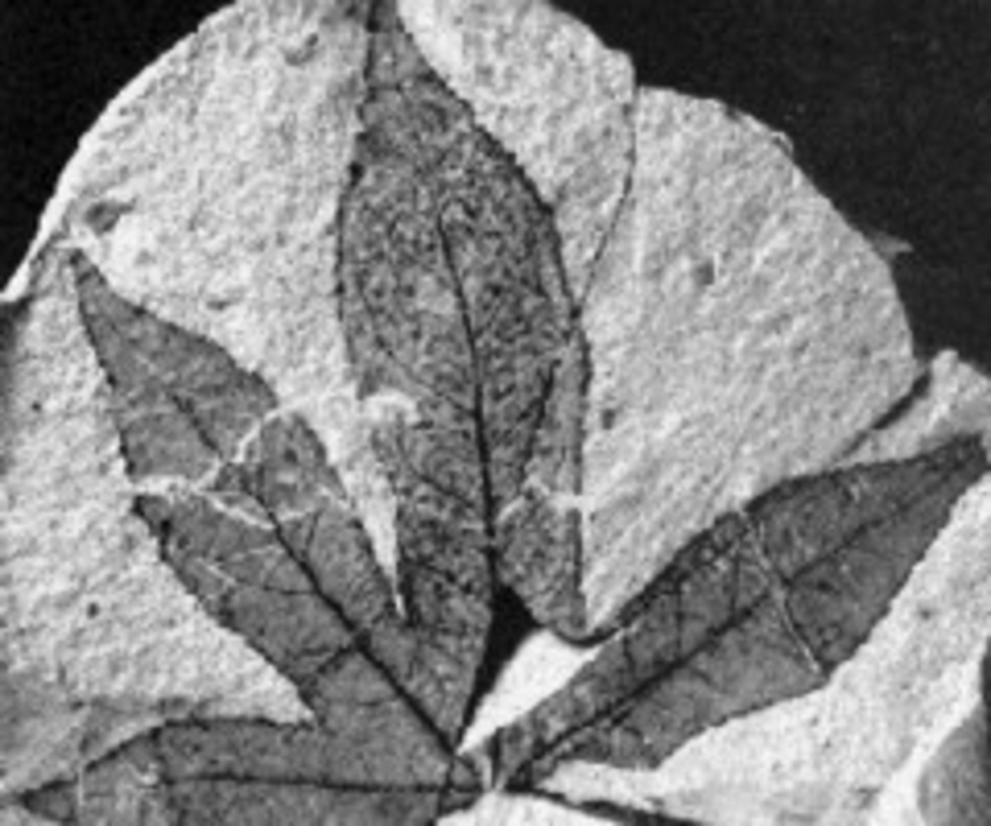 <p>A fossil made of a very thin coating of carbon on rock.</p>