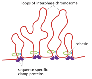 <p>the ___ (structural maintenance of chromosomes) proteins forms rings to package chomatin fibers into series of loops</p>