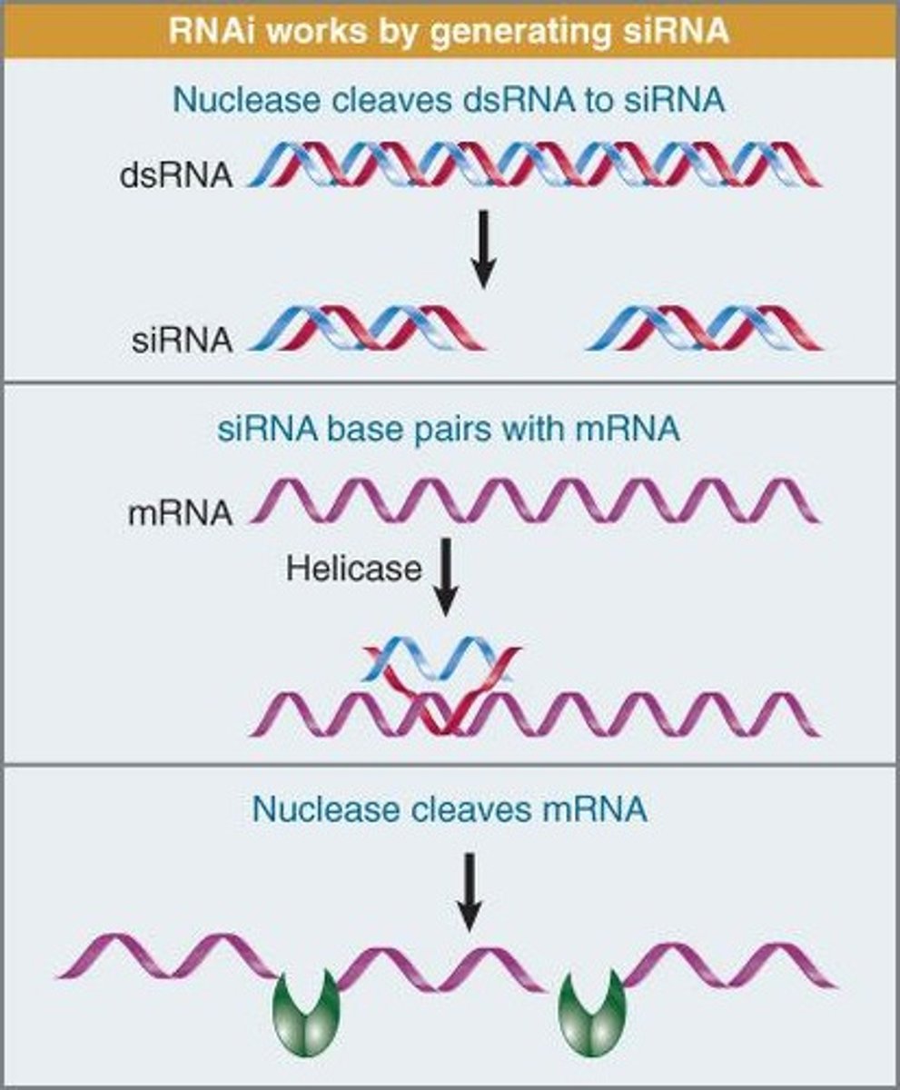 <p>The sense and antisense from RdRp bind</p><p>processed into small RNAs (siRNA) of about 21 to 24 bp</p>