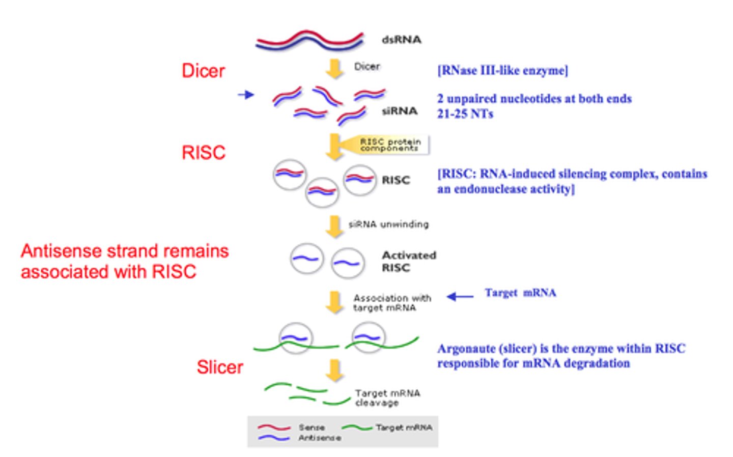 <p>• Offers protection from dsRNA viruses</p><p>• Regulate gene expression by silencing genes</p>