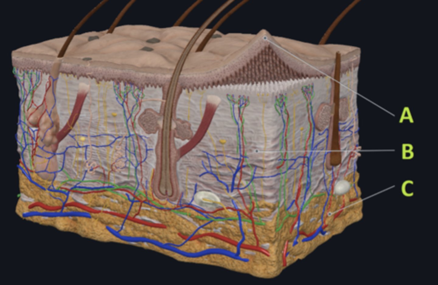 <p>Which letter indicates a region of the skin rich in dense, irregular connective tissue?</p>