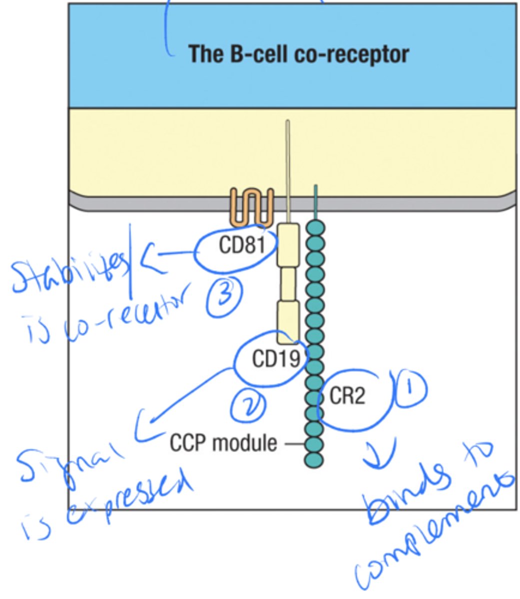 <p>CR2</p><p>CD19</p><p>CD81</p>