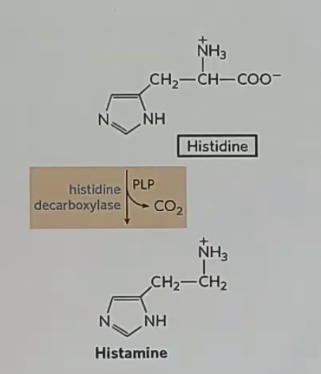 <p>histidine to histamine is a _</p>
