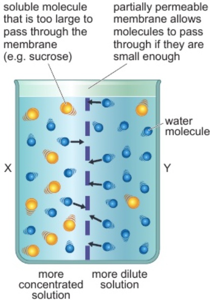 <p><strong>movement of water molecules across semi-permeable membrane from area of high water conc. → area of low water conc.</strong></p>