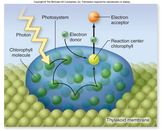 <ul><li><p>een foton slaat in op een chlorofyl moleculen </p></li><li><p>geladen chlorofyl werkt in op het reactie centrum </p></li><li><p>vormt een electron dat vrij komt en bind op de electronen acceptor</p></li></ul><p>(vide bekijken)</p>