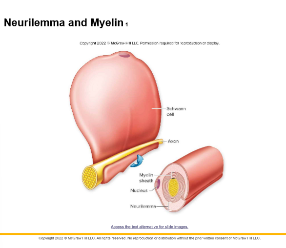 neurilemma
PNS
nodes of Ranvier
