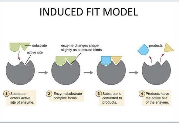 <p>Conformational flexibility is a key feature of enzyme-catalyzed reactions, from binding substrates to repositioning them in the active site, forming the transition state, and releasing products. By sequestering substrates in the active site from the solvent, an enzyme can eliminate the energy barrier imposed by the ordered water molecules, thereby accelerating the reaction. Upon binding substrates, some enzymes undergo a pronounced conformational change so that they almost fully enclose the substrates. This phenomenon was called induced fit.</p>