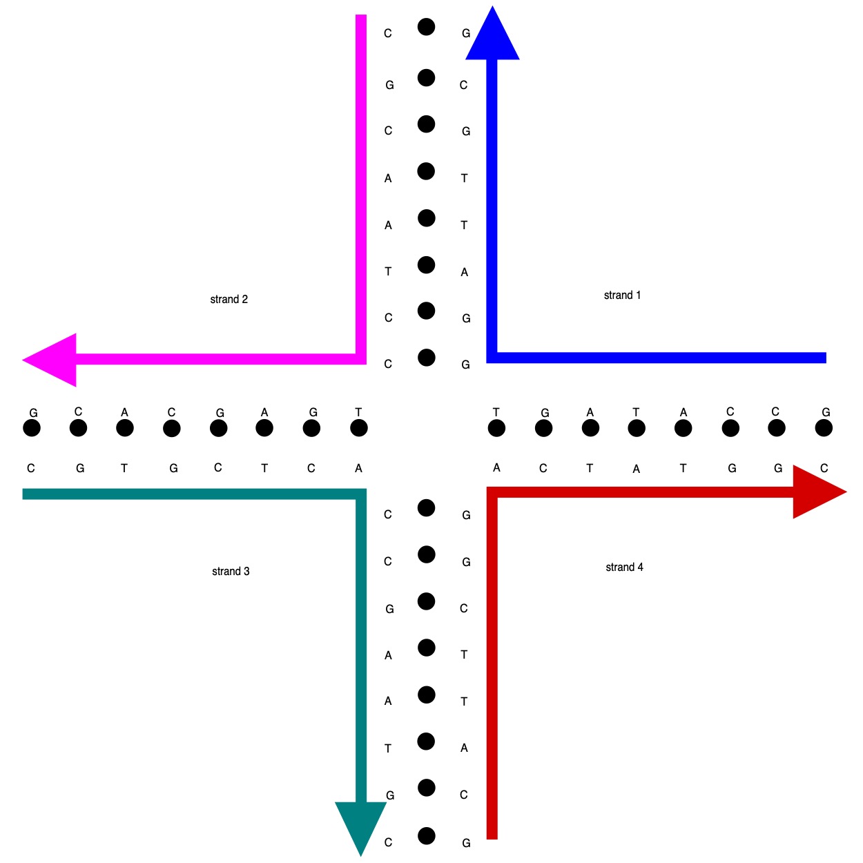 <p>DNA duplexes undergo rotation, forming cross-shaped intermediate (Holliday Structure)</p>