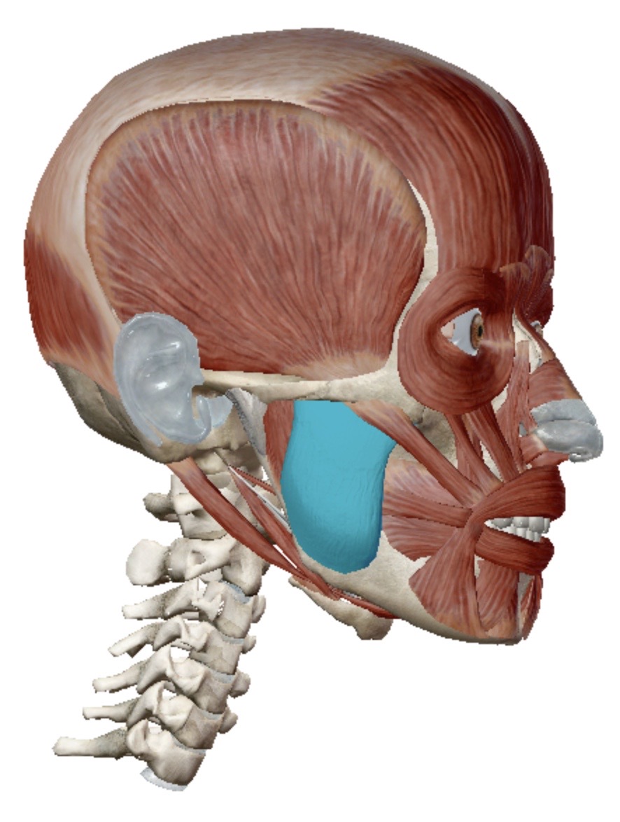 <p>Identify this muscle</p>