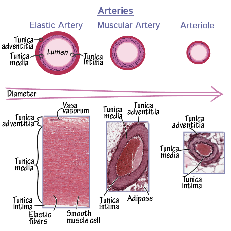 <p>What are <strong>muscular arteries</strong>, and how do they<strong> function?</strong></p>