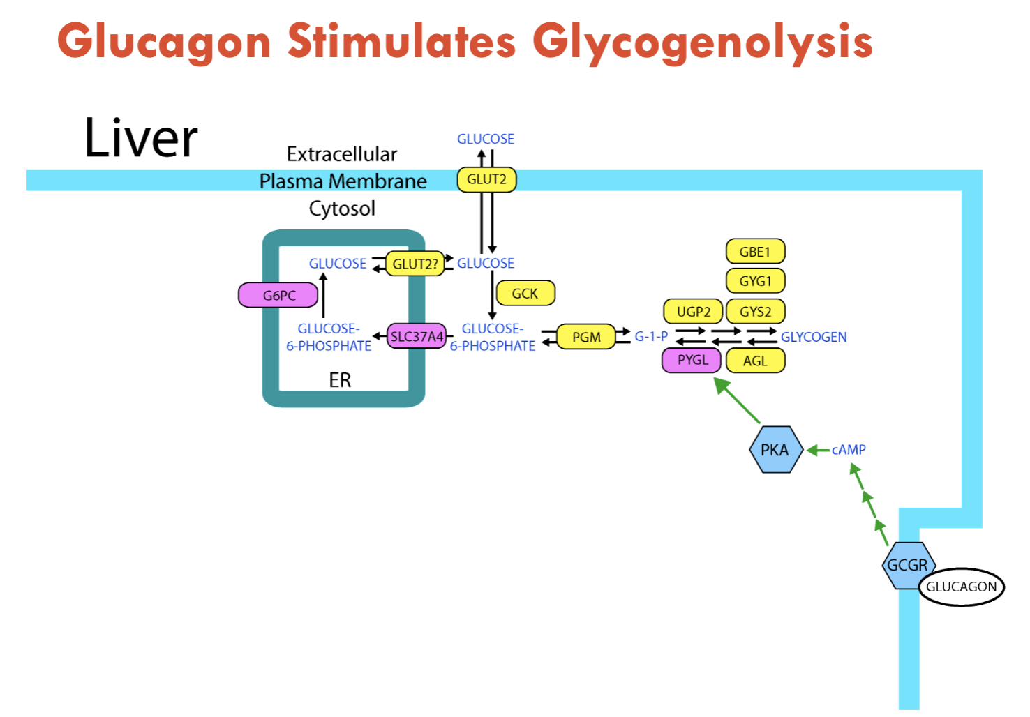 <p><strong>liver glycogen</strong></p><ul><li><p>undergoes glycogenolysis: breakdown of glycogen to glucose</p><ul><li><p>stimulated by <strong>glucagon</strong></p></li></ul></li></ul><p></p>