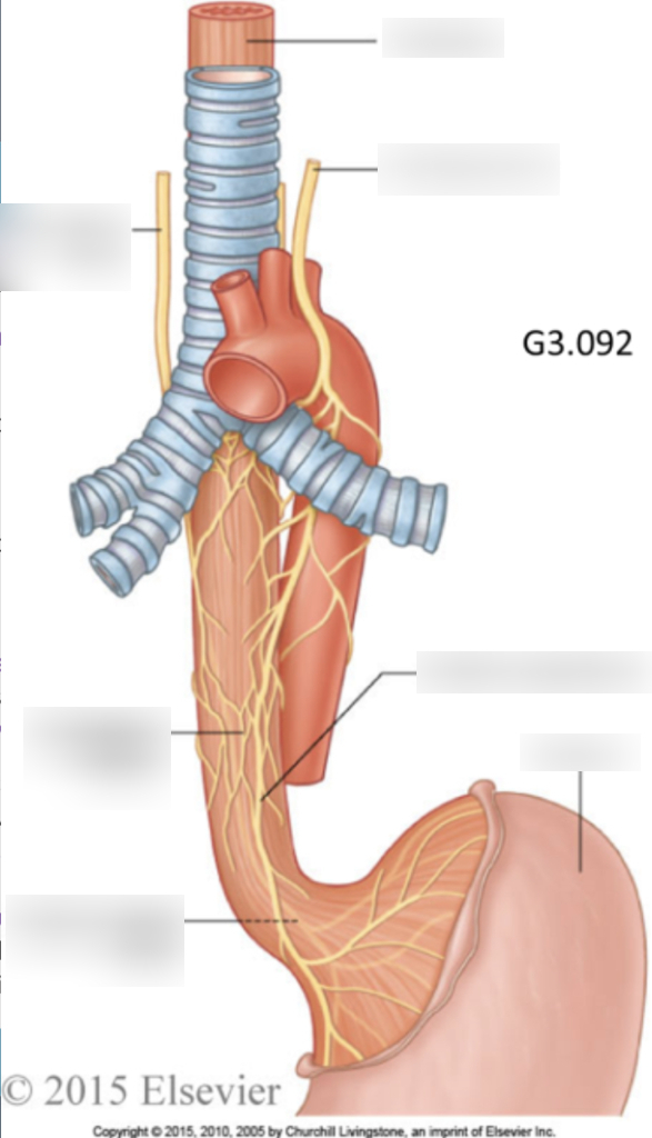 neuronal plexus in the wall of the esophagus that is part of the enteric nervous system