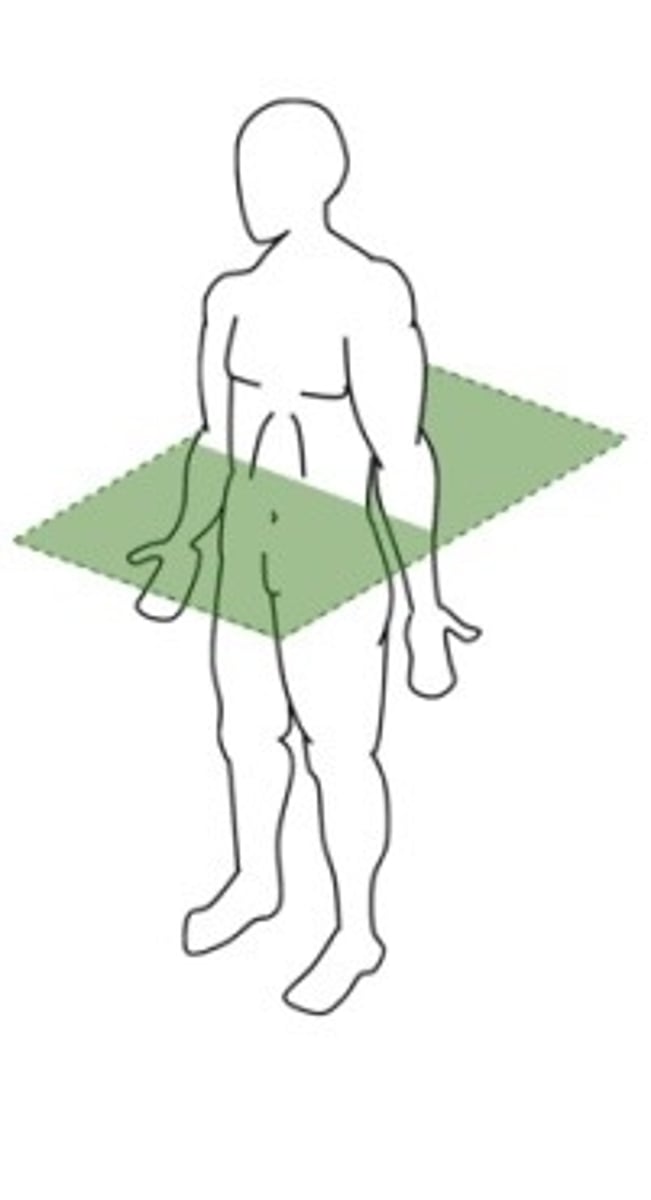 <p>transverse plane horizontal</p>