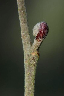<p><span><strong>Letorosty a stopkaté pupeny pýřité, nelepkavé</strong></span></p>