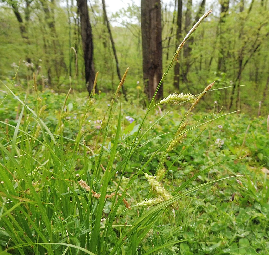 <p><em>Carex cherokeensis</em></p>