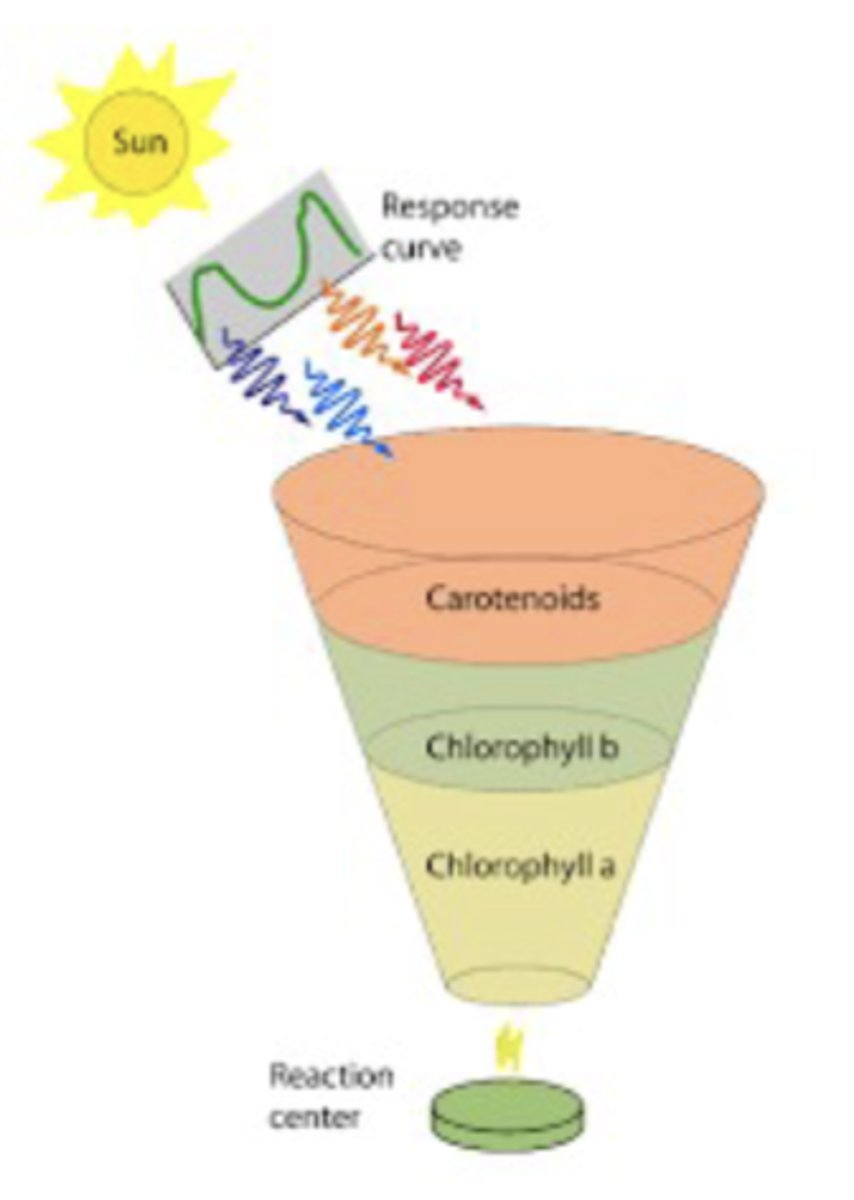<p>Different pigments absorb different parts of this spectrum:</p><p>carotenoids (orange band) absorb blue/green light, chlorophyll b (green band) absorbs blue and red-orange, and chlorophyll a (yellow-green band) absorbs mostly blue and red; thus expand the "response curve" of usable light, all of which is funneled into the reaction center where it's converted into chem energy</p>